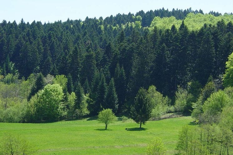 Najava: Završna radionica povodom izrade nacrta Nacionalne šumarske strategije