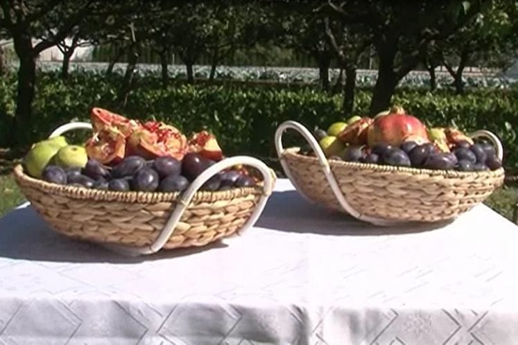 Saopštenje: Svečano zatvaranje projekta "Jačanje administrativnih kapaciteta Fitosanitarne uprave Crne Gore"