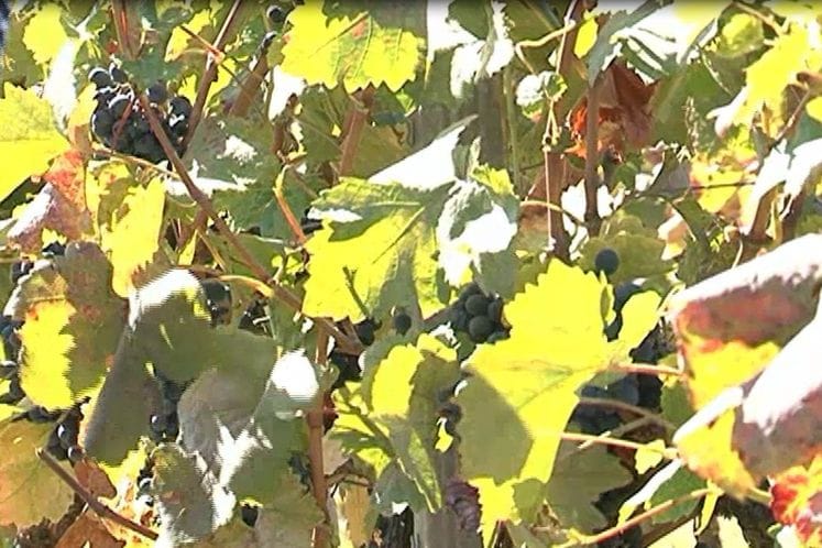 Saopštenje: Ministar Ivanović na zlatnoj berbi grožđa