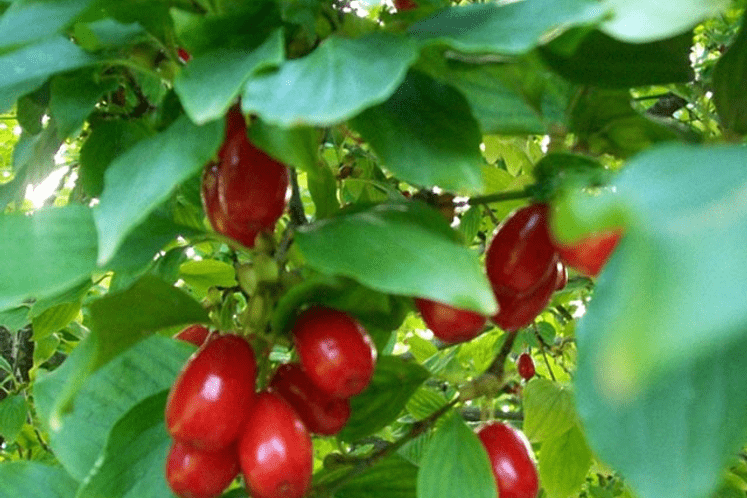 Najava: Poljoprivredno - turistička manifestacija "Dani drenjina" u Nikšiću