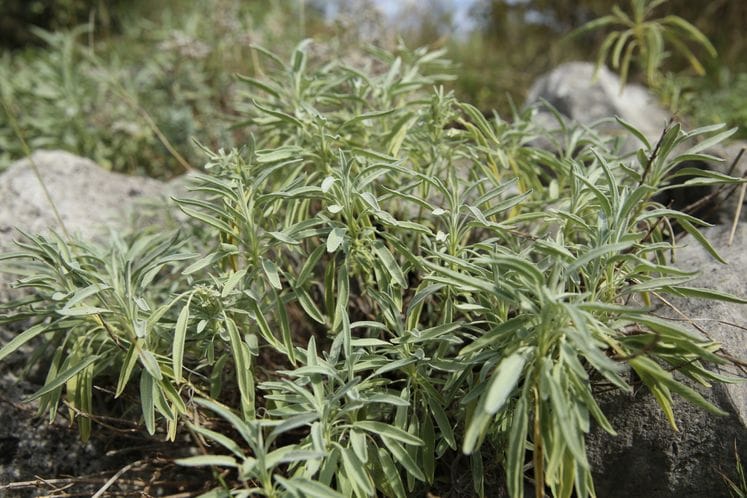 Saopštenje: Ministarstvo poljoprivrede u saradnji sa pčelarima pokreće kampanju za zaštitu pelina od nesavjesnog branja