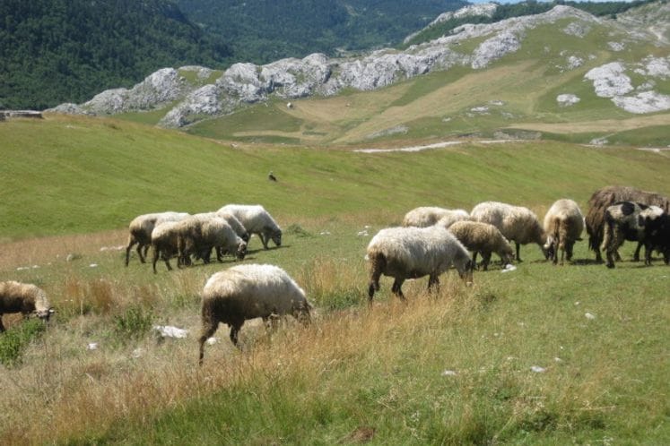 Saopštenje: Za izdig stoke na katune 1.651 gazdinstvo dobilo premije u iznosu od 189.165,00 eura