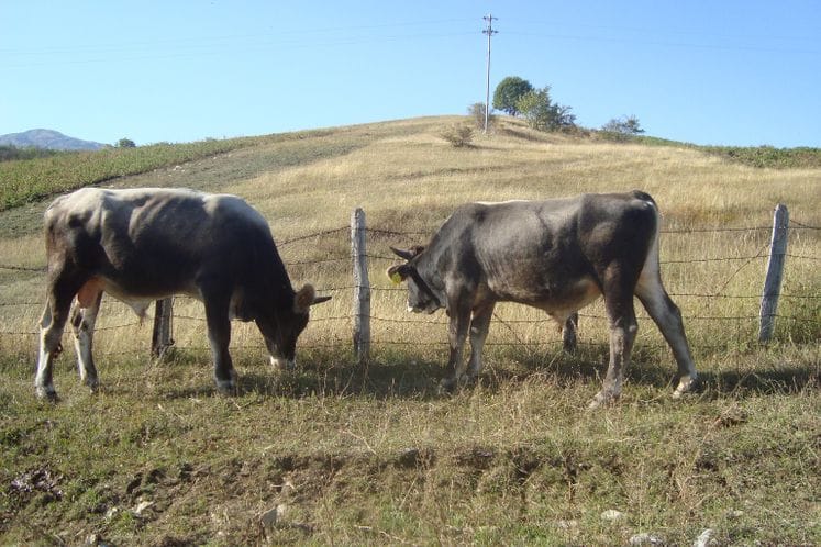 Najava: Licenciranje bikova i pastuva u opštinama Mojkovac i Šavnik