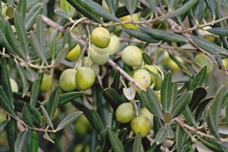 JAVNI POZIV za dodjelu podrške – Podizanje novih i revitalizaciju postojećih maslinjaka i nabavku opreme za savremenu berbu maslina