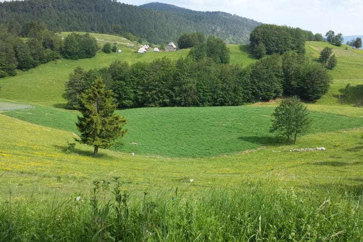 Saopštenje: Kako do podrške za izdig stoke na katune