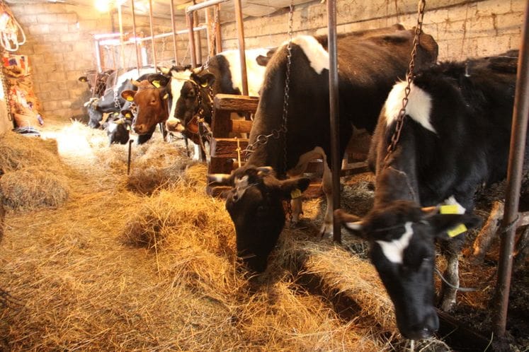 Saopštenje: Prijavljivanje za premije po grlu stoke od 01. marta do 30. aprila