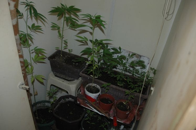 Pronađeno 30 stabljika kanabisa uzgajanih u stanu u Herceg Novom
