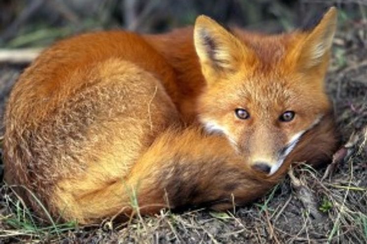 Najava: Počinje šesta kampanja oralne vakcinacije lisica protiv bjesnila