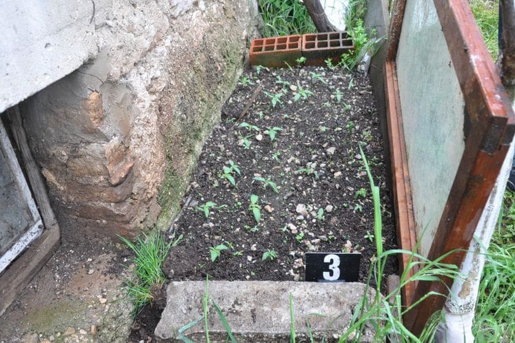 Oduzeto 50 stabljika kanabisa i oko 13 gr spida