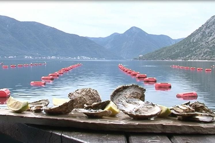 Saopštenje: Crna Gora uspješno obavlja aktivnosti na projektu EU vezanom za nadzor bezbjednosti školjki