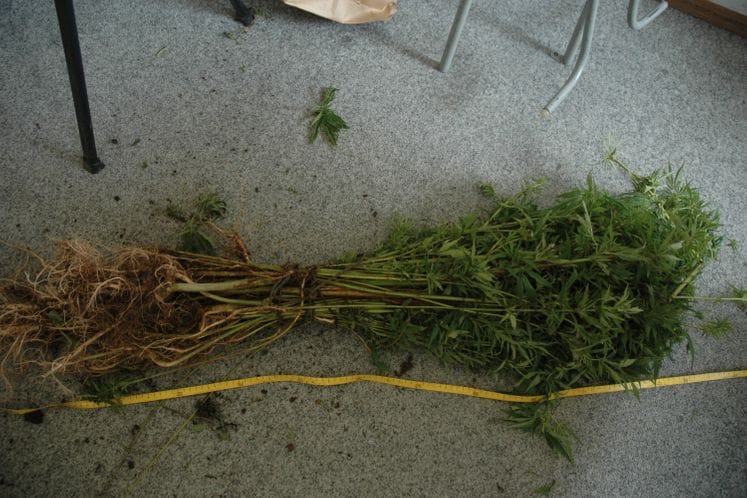 Zaplijenjeno 89 stabljika kanabisa