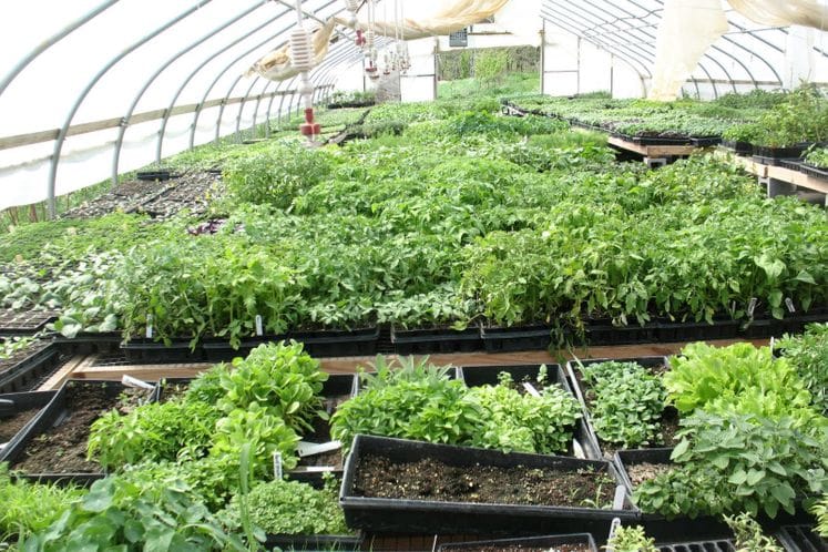 Proizvođači povrća zahtjeve za podršku iz Agrobudžeta za 2015. godinu mogu dostavljati do 30. maja