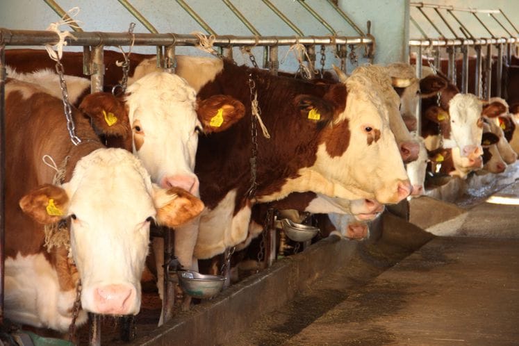 Saopštenje: Otvoren poziv za predaju zahtjeva za premije u stočarskoj proizvodnji