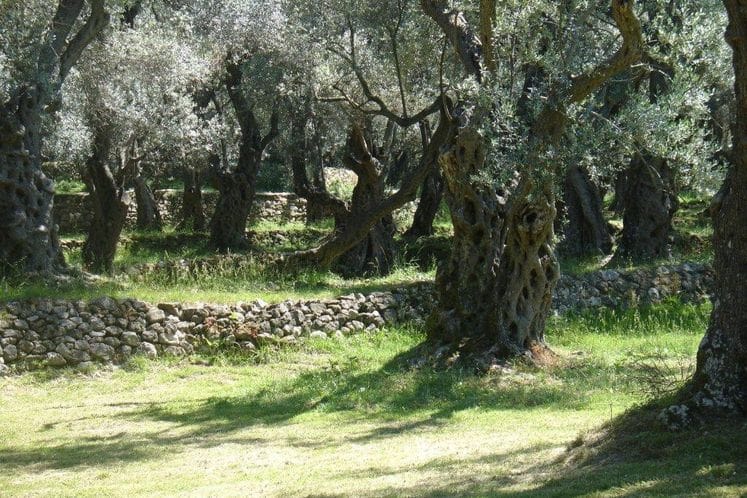 Javni poziv za dodjelu podrške sektoru maslinarstva