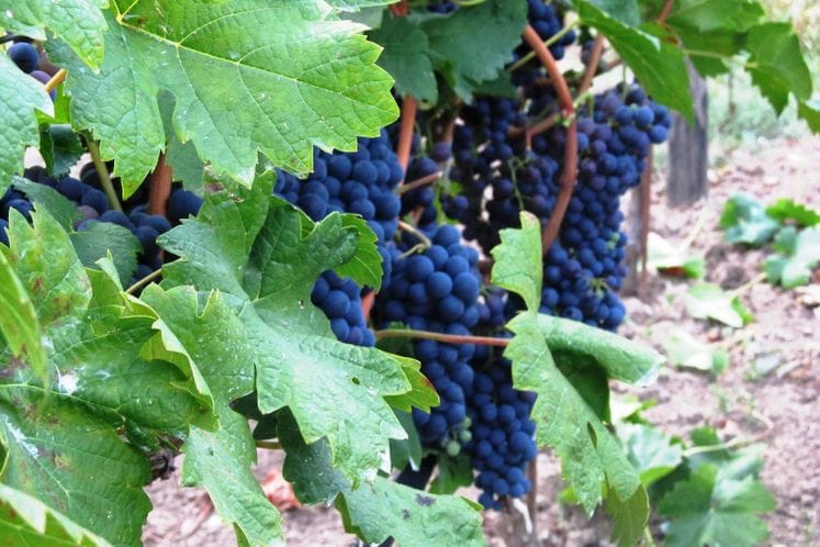 Javni poziv za dodjelu podrške investicijama u vinogradarstvu i vinarstvu