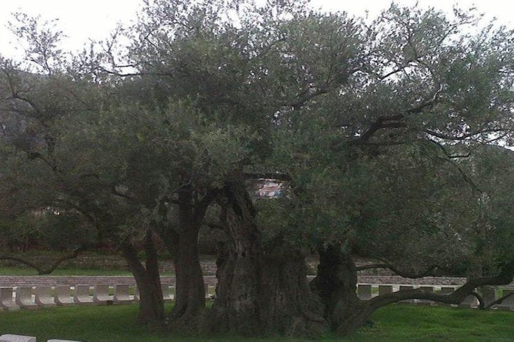 Saopštenje: Stara maslina u Baru postoji 2.240 godina