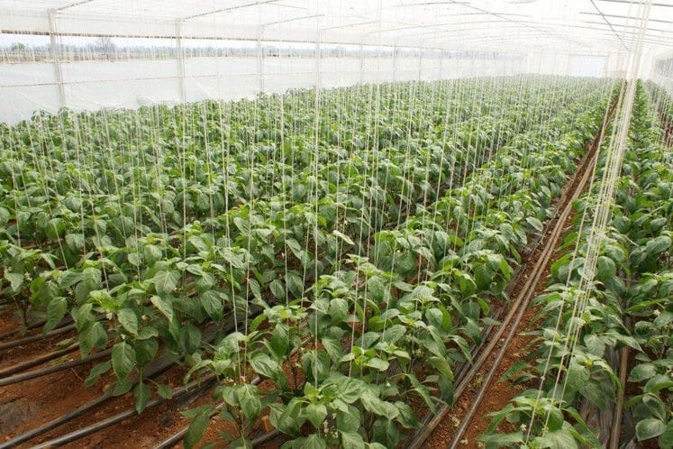 Povećano interesovanje za podršku ministarstva povrtarskoj proizvodnji: U proljećnjoj sjetvi zasađeno dva puta više hektara