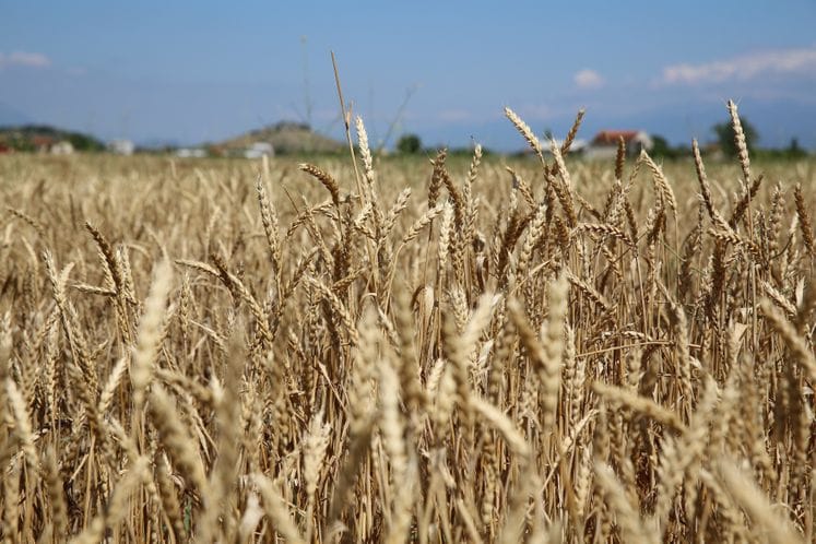 Saopštenje: U Sukuruću obilježen početak žetve na području podgoričke opštine