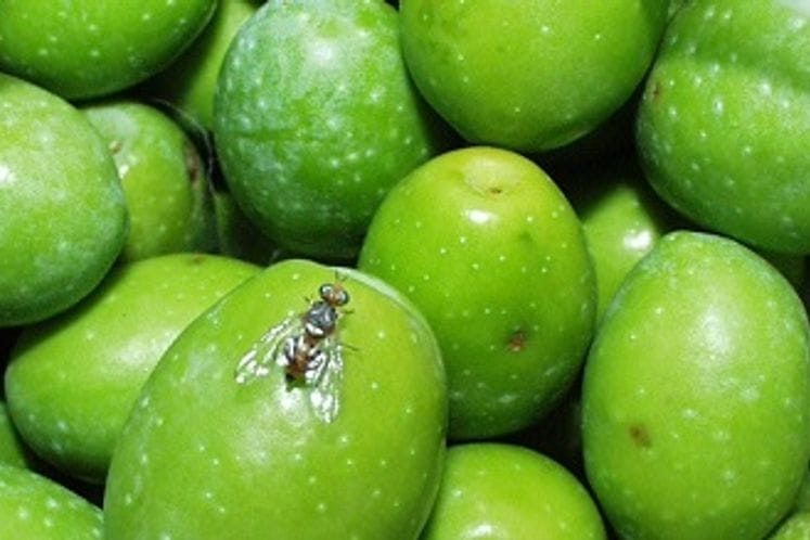 Obavještenje Fitosanitarne uprave o prisustvu muve masline i načinu zaštite