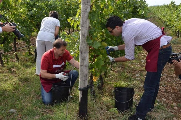 Saopštenje: Ministar Ivanović sa diplomatama učestvovao u svečanoj berbi vinskog grožđa u Plantažama