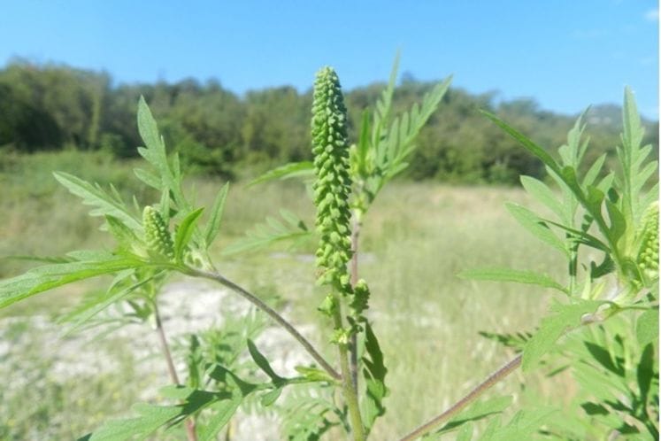 Saopstenje MPRR povodom aktivnosti na suzbijanju ambrozije