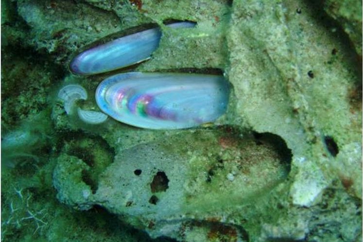 Edukativna kampanja za očuvanje školjki prstaca