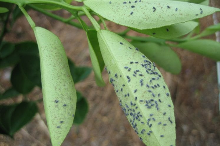 Izvještaj: Posebni nadzor Aleurocanthus spiniferus