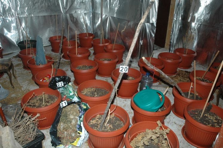 Cetinje: Policijski službenici otkrili laboratoriju za proizvodnju marihuane; oduzete saksije sa kanabisom, marihuana i oprema za uzgajanje ove biljke – osumnjičeni lišen slobode
