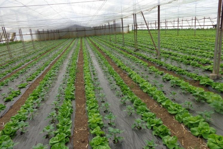 Javni poziv za dodjelu podrške u povrtarskoj proizvodnji