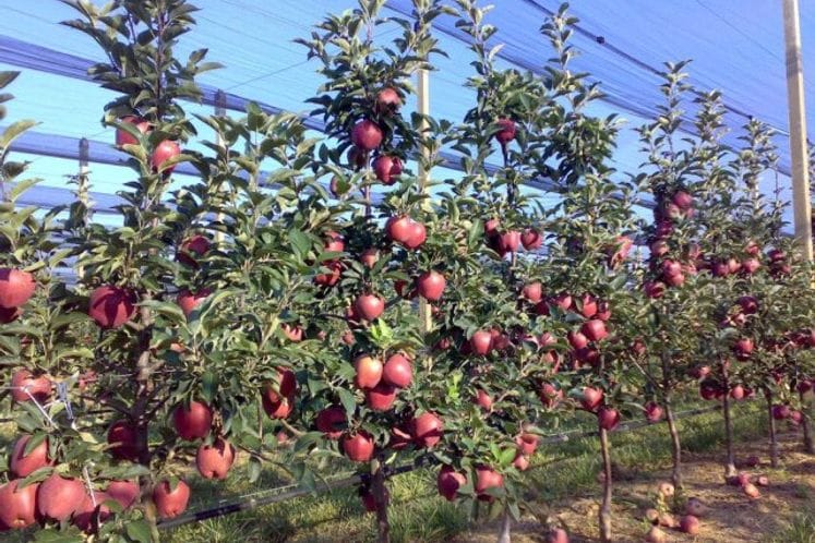 Javni poziv za dodjelu podrške podizanju i opremanju voćnih zasada