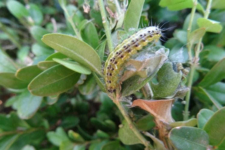 Cydalima perspectalis – šimširov moljac