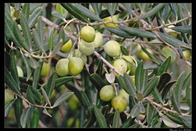 Objavljen javni poziv za dodjelu podrške za razvoj maslinarstva