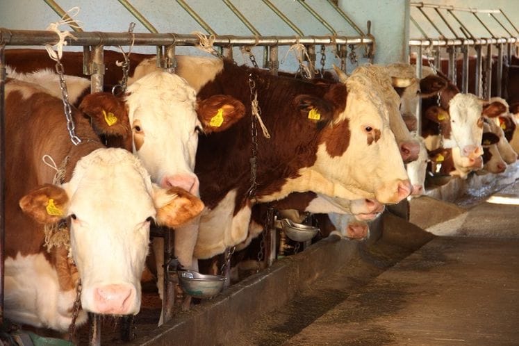 Poziv za predaju zahtjeva za premije u stočarskoj proizvodnji za 2017. godinu