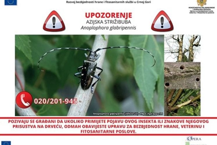 U cilju informisanja o štetnom insektu azijska strižibuba u Lastvi Grbaljskoj postavljeni bilbordi