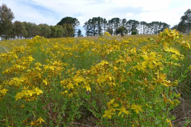 Objavljen javni poziv za podršku uzgoju ljekovitog i aromatičnog bilja za 2017. godinu