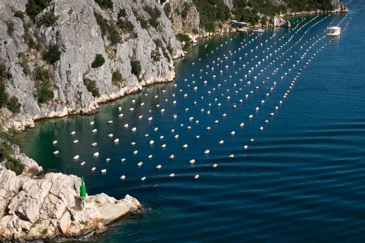 Javni poziv za dodjelu podrške uzgajivačima ribe i školjki sa mora