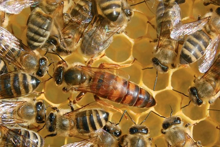 Javni poziv za odabir odgajivača pčelinjih matica 2017. godinu