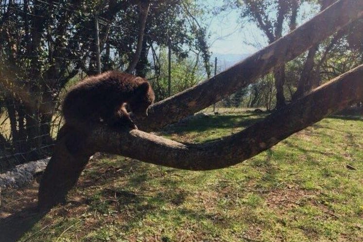 Predstavnici Direktorata za lovstvo Ministarstva poljoprivrede i nadležne inspekcije obišli mečad u prihvatilištu u Podgorici