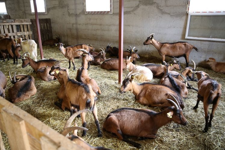 Javni poziv za dodjelu podrške za unapređenje stočnog fonda za 2017. godinu