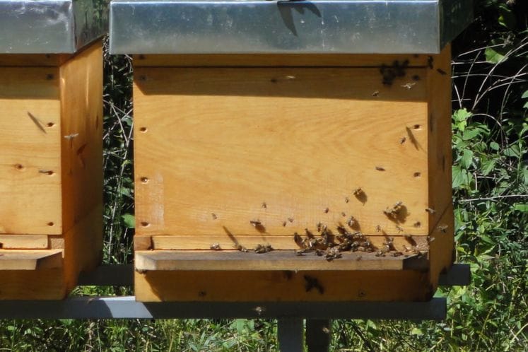 Javni poziv za dodjelu podrške mladim pčelarima početnicima za 2017. godinu