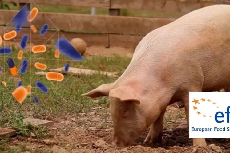 EFSA: vrijeme je za smanjenje, zamjenu i reviziju korišćenja antimikrobnih ljekova kod životinja