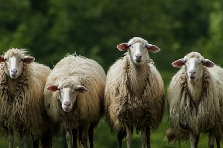 EFSA: Revidirano naučno mišljenje za Bolest plavog jezika