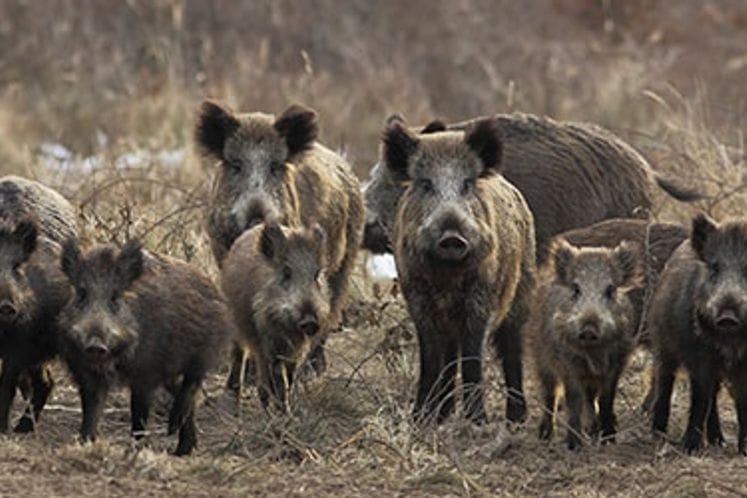 EFSA: Objavljen naučni izvještaj vezano za bolest Afričke svinjske kuge