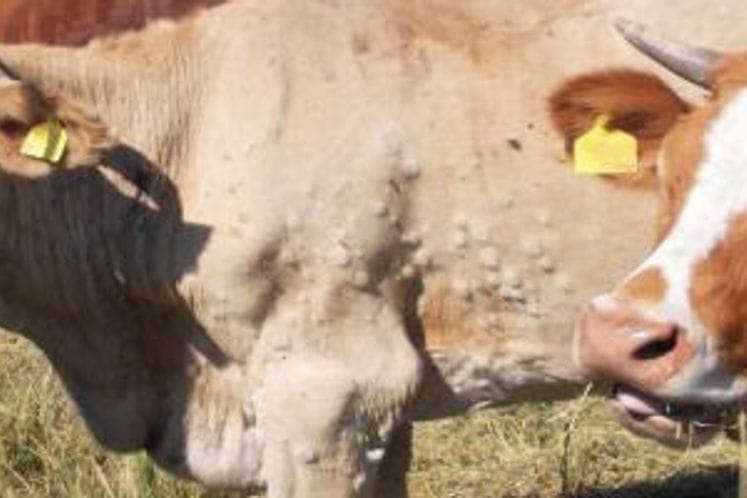 EFSA: Objavljen naučni izvještaj o epidemiji bolesti kvrgave kože (LSD) u jugo-istočnoj Evropi