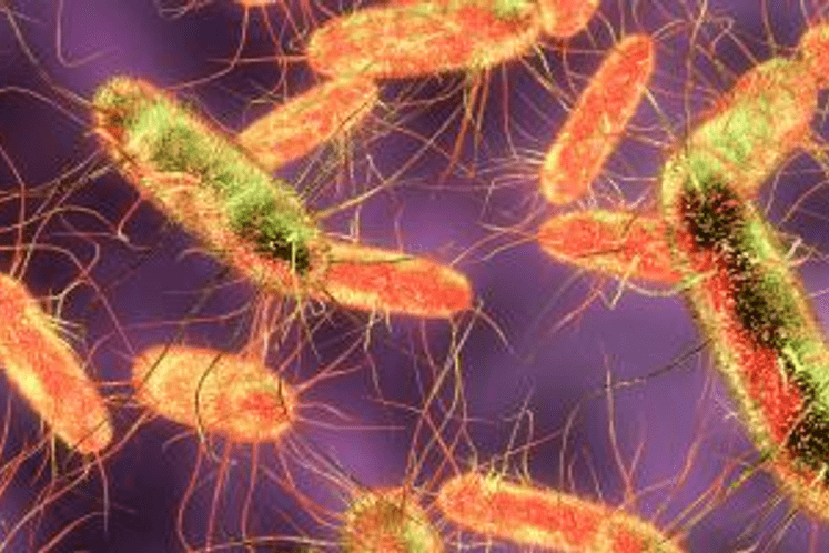 Zbirni izvještaj Evropske unije o trendovima i izvorima zoonoza, uzročnicima zoonoza i bolestima koje se prenose hranom za 2017. godinu