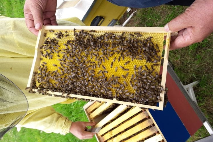 Javni poziv za za dodjelu podrške pri nabavci voska za organsku i konvencionalnu proizvodnju meda za 2018. godinu