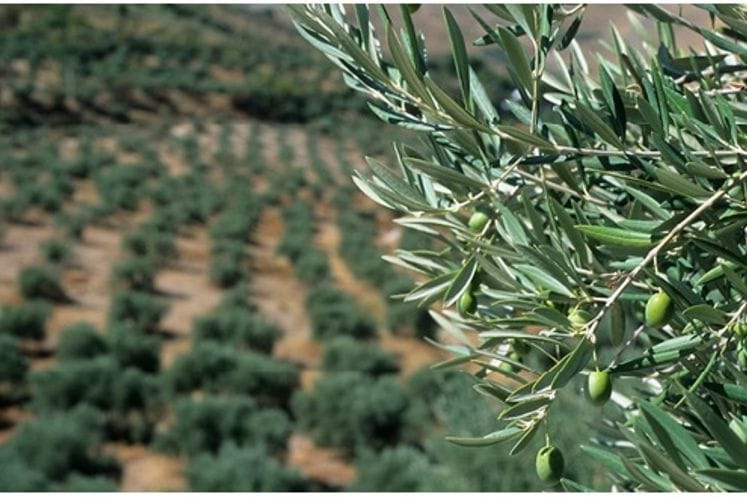 Objavljen javni poziv za dodjelu podrške razvoju maslinarstva za 2018. godinu