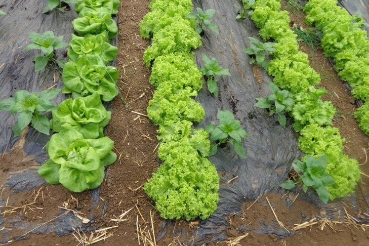 Objavljen javni poziv za dodjelu podrške u povrtarskoj proizvodnji za 2018. godinu