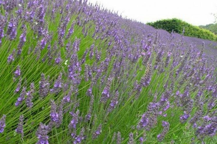 Javni poziv za dodjelu podrške podizanju višegodišnjih zasada ljekovitog i aromatičnog bilja