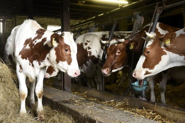 Javni poziv za dodjelu podrške za unapređenje stočnog fonda za 2018. godinu
